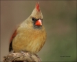 Northern-Cardinal;Cardinal;Female;one-animal;close-up;color-image;nobody;photogr